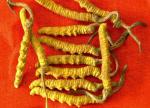 Cordyceps extract 